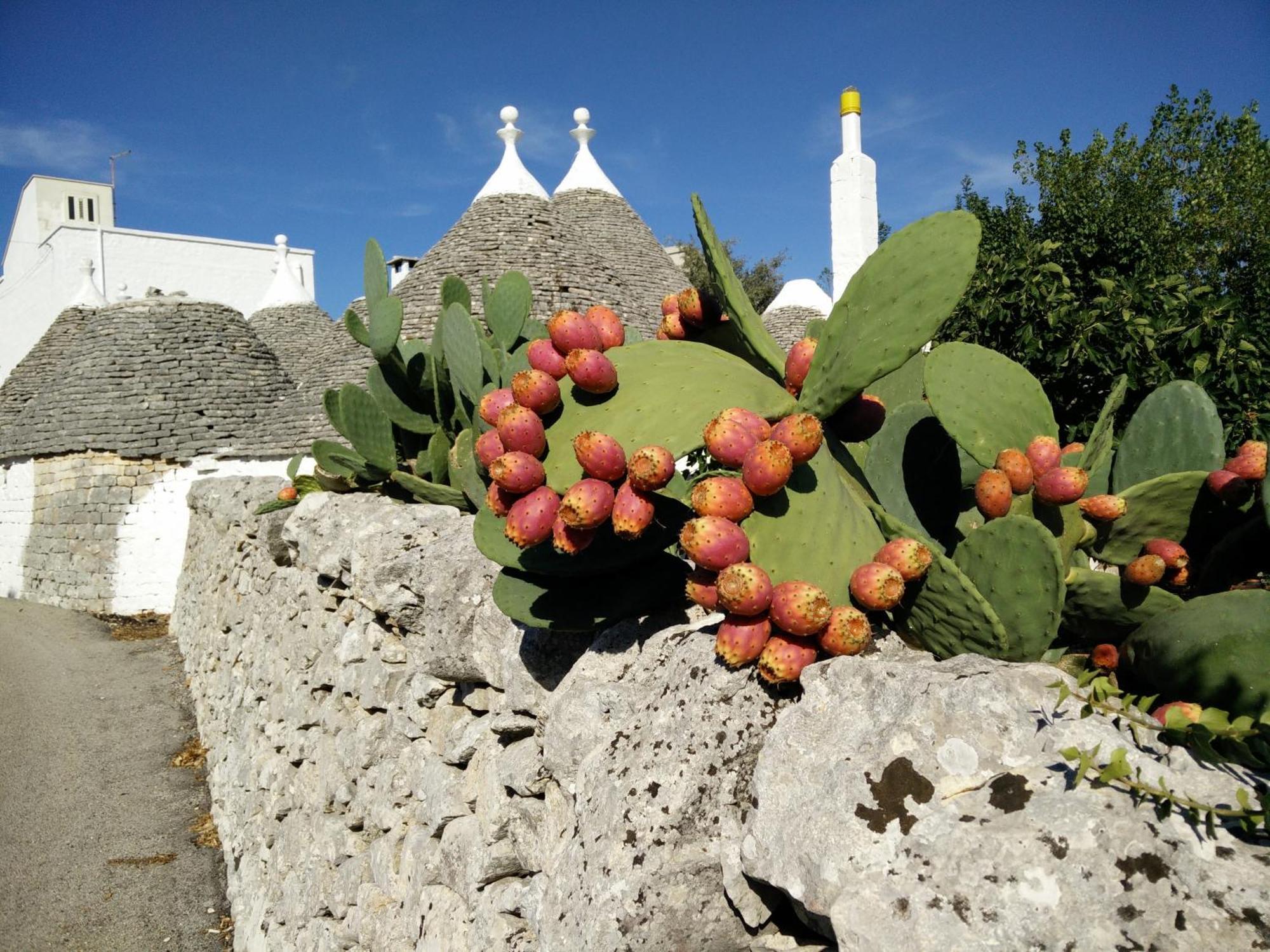 Bed & Breakfast La Collinetta Locorotondo Zewnętrze zdjęcie